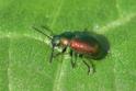 Gastrophysa viridula (Green Dock Beetle).jpg